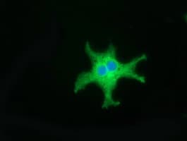 CD80 Antibody (clone OTI2B11)