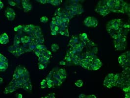 RNF144B Antibody (clone OTI3C2)