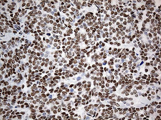 KLF11 Antibody (aa1-274, clone OTI5A1)