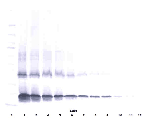 Polyclonal Goat anti-Human IL2 Antibody (Biotin, WB)