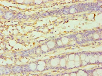 CYP3A5 Antibody (aa233-502)