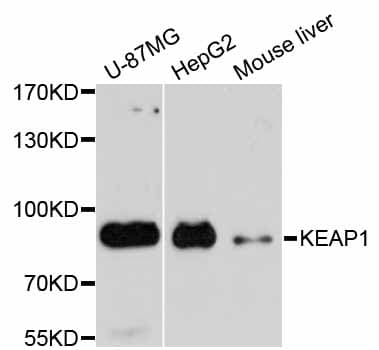 KEAP1 Antibody