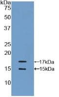 CCL2 / MCP1 Antibody (aa24-99)