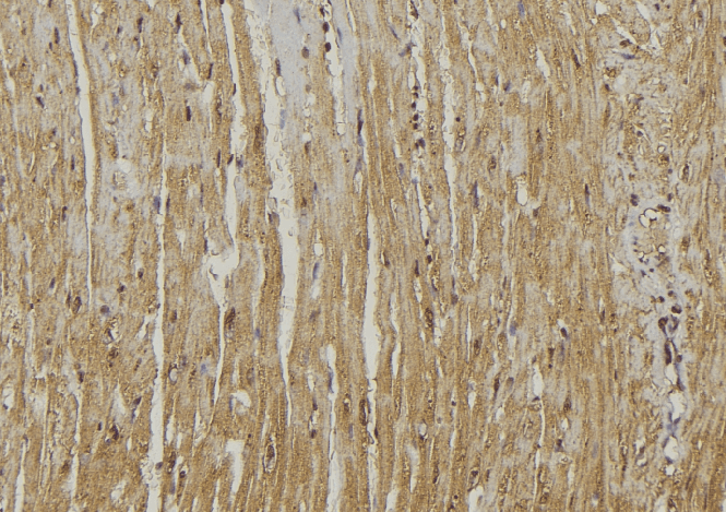 GOLPH3 Antibody