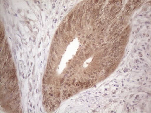 Monoclonal Mouse anti-Human TNFSF5IP1 / CLAST3 Antibody (clone OTI3F1, IHC, WB)