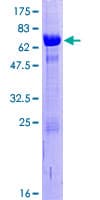 Human MAGEA4 Protein (Recombinant GST)