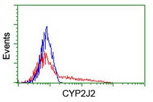 CYP2J2 Antibody (clone OTI3A3)