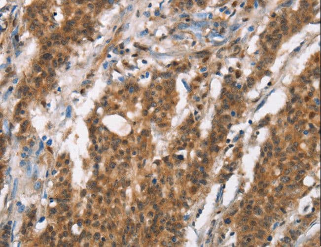 BCAS4 Antibody