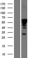 FAM131A Protein (Over-Expression Lysate Myc-DDK (Flag))