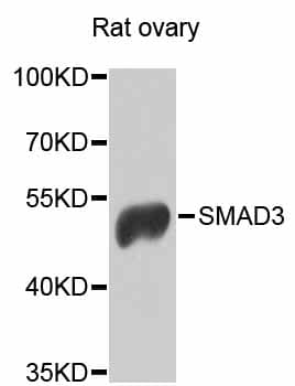 SMAD3 Antibody