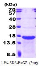 Human SCG10 / STMN2 Protein (Recombinant)