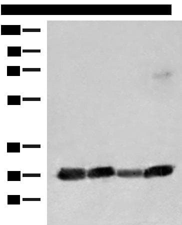 CD48 Antibody