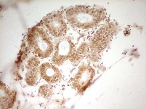 HMG20A Antibody (aa1-281, clone OTI1C2, Carrier-free)