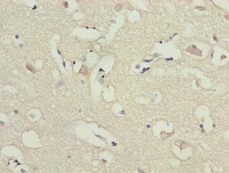 Polyclonal Rabbit anti-Human ARL6IP1 / ARMER Antibody (IHC)
