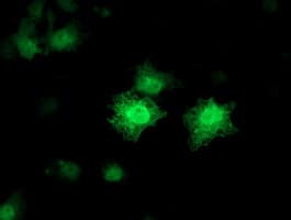 Monoclonal Mouse anti-Human CDKN3 / KAP Antibody (clone OTI1C7, IF, WB)