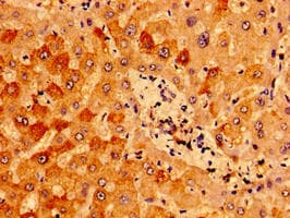 IFT46 Antibody