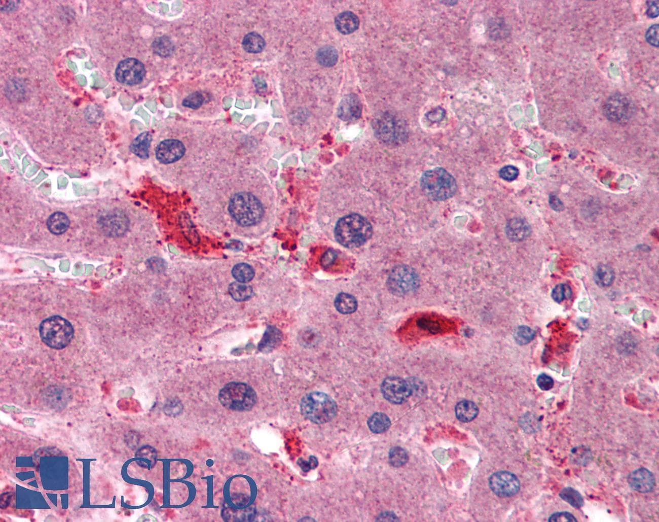 IHC-plus™ Monoclonal Mouse anti-Human CCS Antibody (clone 1E2, IHC, WB)