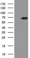 EPM2AIP1 Antibody (clone OTI1D11, Carrier-free)