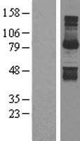 Gephyrin Protein (Over-Expression Lysate Myc-DDK (Flag))