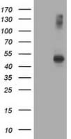 AP50 / AP2M1 Antibody (aa97-383, clone OTI2D10, Carrier-free)