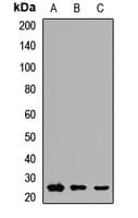 RAB3D Antibody