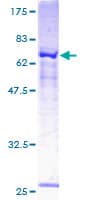 Human P2RX1 / P2X1 Protein (Recombinant GST)
