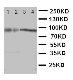 Polyclonal Rabbit anti-Human CUL3 / Cullin 3 Antibody (aa426-444, WB)