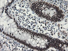 TLE1 / TLE 1 Antibody (aa180-460, clone OTI1H2, Carrier-free)
