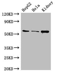 CDT1 Antibody