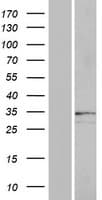 Human OR2A25 Protein (Over-Expression Lysate Myc-DDK (Flag))