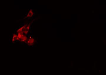 SCAMP1 / SCAMP Antibody
