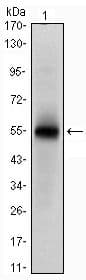 MSI1 / Musashi 1 Antibody (clone 2A12)