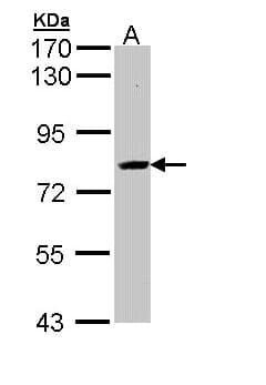 Polyclonal Rabbit anti-Human KIAA0828 / AHCYL2 Antibody (aa298-578, IHC, WB)