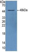 SERPINA1 / Alpha 1 Antitrypsin Antibody