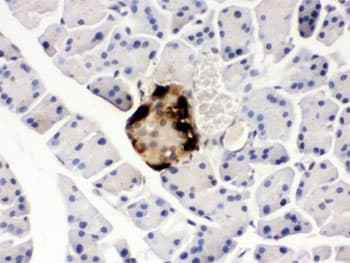 GLP1 / Glucagon-Like Peptide 1 Antibody