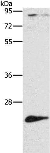 ATG10 Antibody