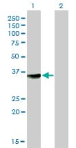 MPG Antibody (clone 1E10)