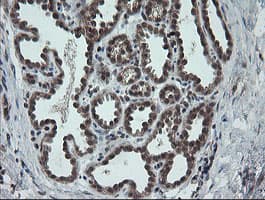CPA2 Antibody (clone OTI3D8)