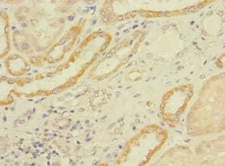 LONRF1 Antibody
