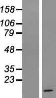 Human LYRM5 Protein (Over-Expression Lysate Myc-DDK (Flag))