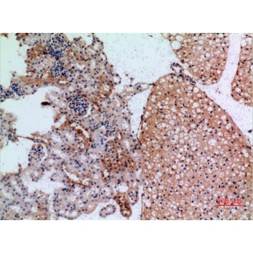 JAG1 / Jagged 1 Antibody (981-1030 aa, Internal)