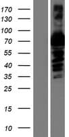 A1BG Protein (Over-Expression Lysate Myc-DDK (Flag))