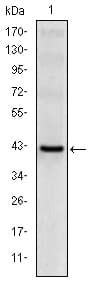 KLRD1 / CD94 Antibody (clone 3G2)