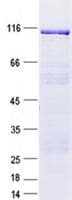 Human CCDC27 Protein (Recombinant GST, N-terminus + His, C-terminus)