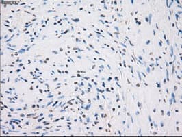 GBP2 Antibody (clone OTI4E7, Carrier-free)