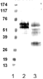 FPR1 / FPR Antibody (clone NFPRa)