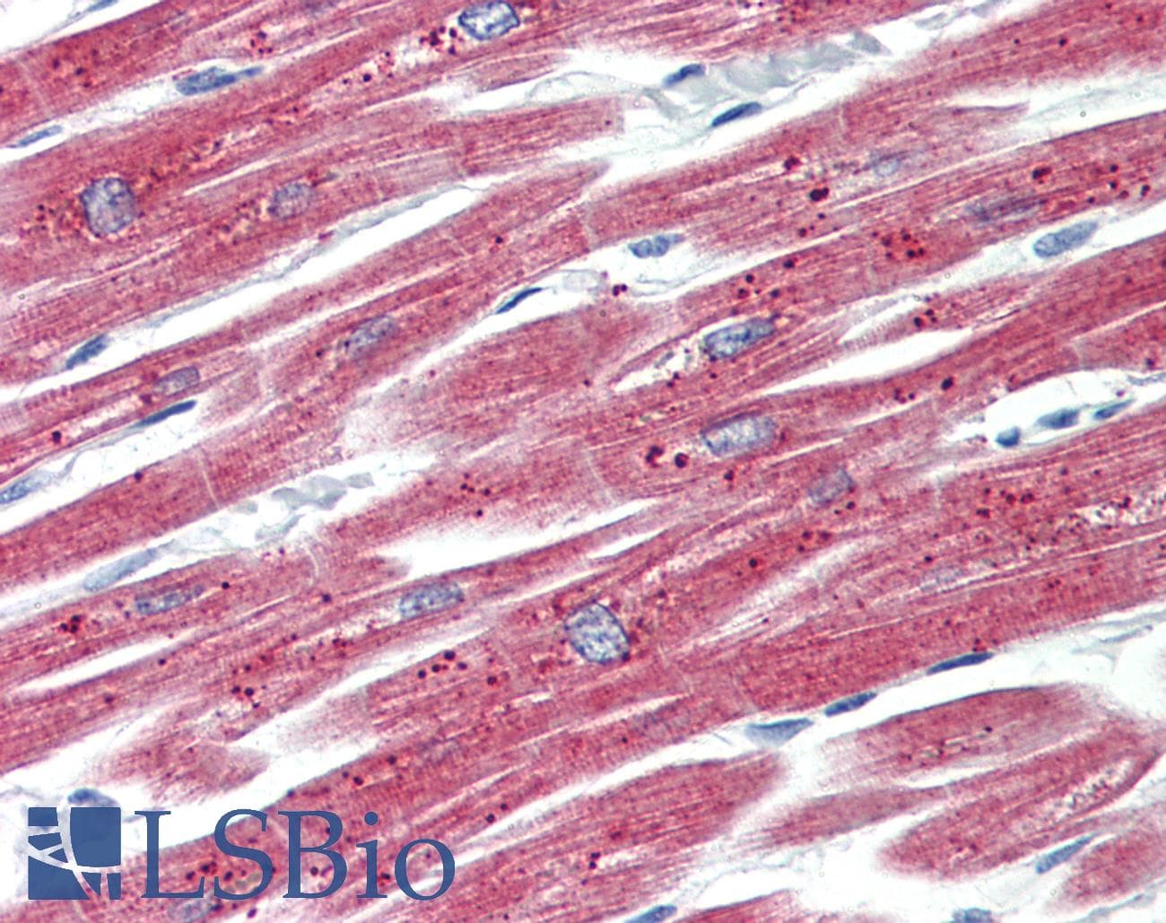 IHC-plus™ MYL7 Antibody (clone 4E7)