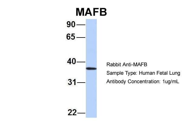 MAFB Antibody (aa273-323)