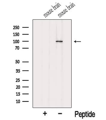 MYO1D Antibody