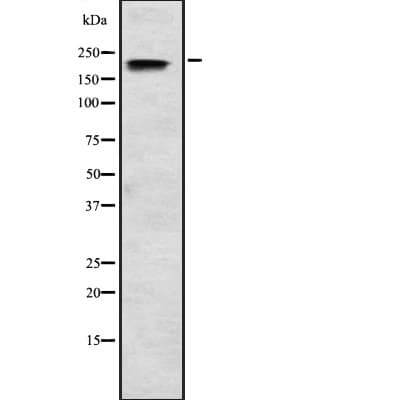 SCN3A / Nav1.3 Antibody